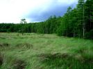 Corkscrew Swamp Sanetuary Park