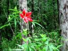 Corkscrew Swamp Sanetuary Park