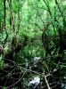 Corkscrew Swamp Sanetuary Park