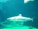Florida Aquarium Tampa