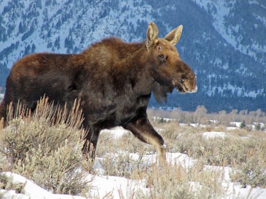 Elch im Grand Teton
