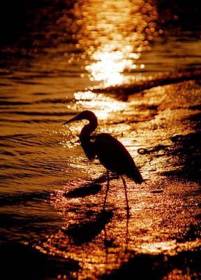 Reiher am Morgen...
...vertreibt Kummer und Sorgen ;-))
Florida, Sanibel Island
Schlüsselwörter: Florida, Sanibel, Sonnenaufgang, reiher