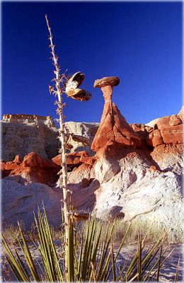 Zum Fressen gern
Schlüsselwörter: Toadstool, Hoodoo