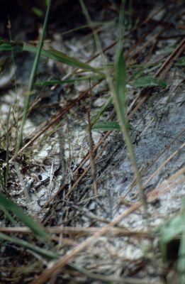 Pinienwald in Nordflorida (Suchbild)
Wer erkennt das Tier?
