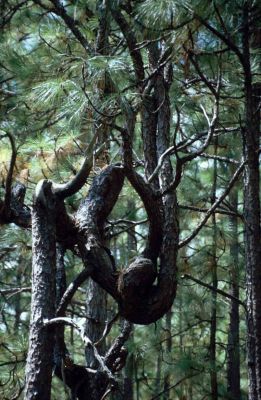 Pinienwald in Nordflorida
Wer von euch hat hier Knoten geübt?
