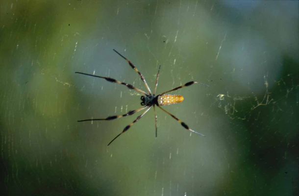 Spinne in den Everglades
