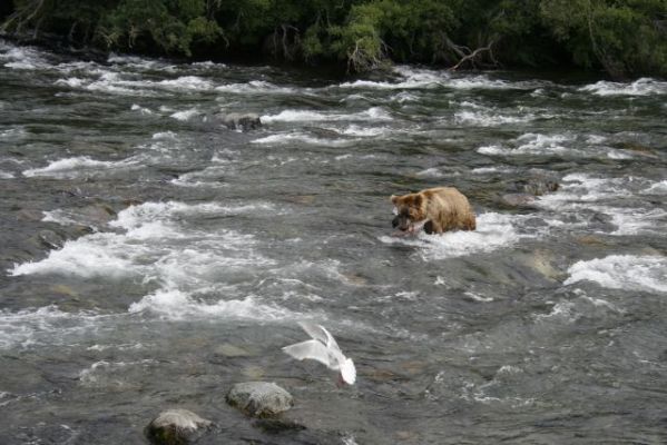 Alaska_(Canon)_103.jpg