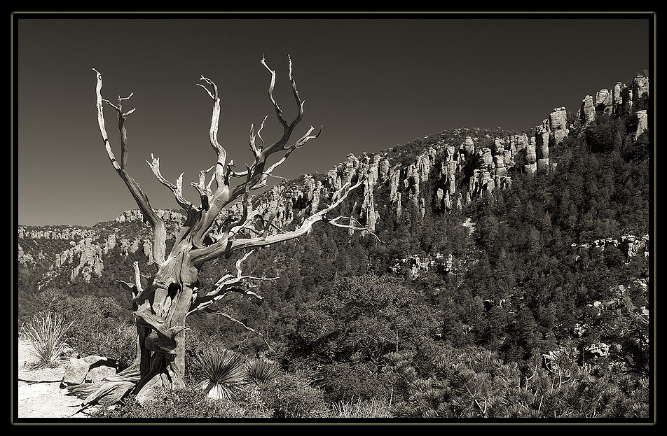 Chiricahua04sw~0.jpg