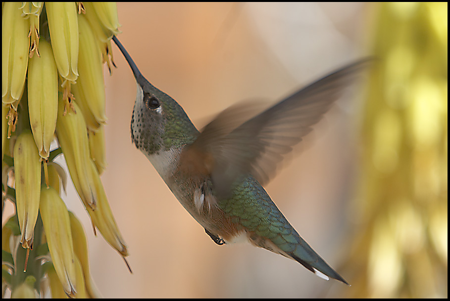 Hummingbird~0.jpg