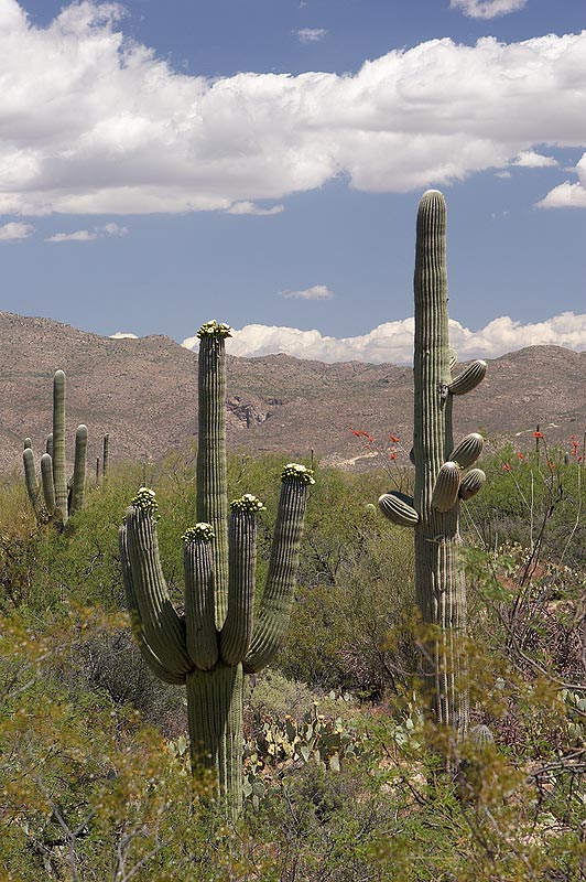 SaguaroEast01.jpg