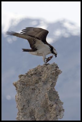 Osprey
Fischadler bei (auf) den South Tufas am Mono Lake 
