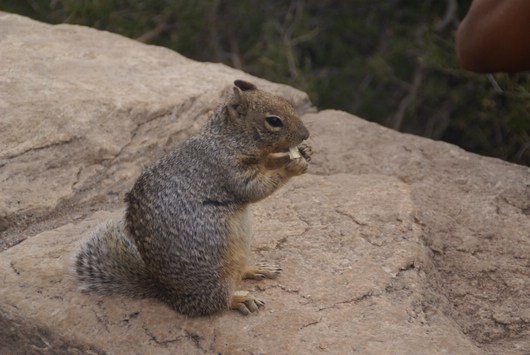 GC Squirl am West Rim Drive
