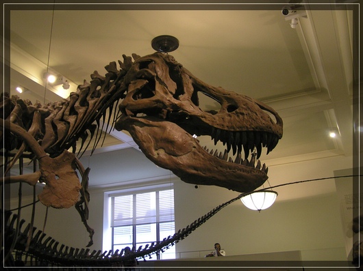 T-Rex at AMNH
