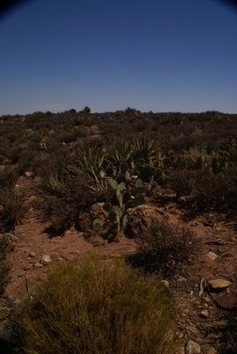 GC Trockenvegetation
