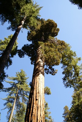 Yosemite - Giant Sequoia

