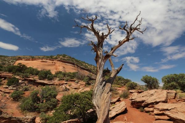 Colorado N.M.

