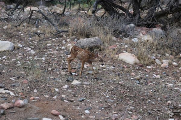Phantom Ranch
