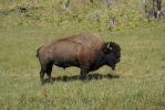 10_first_buffaloDSC01912.jpg