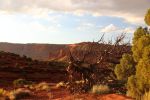 Capitol Reef N.P.