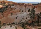 Bryce Canyon N.P.