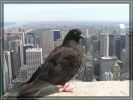 P8270095_ESB_ZaungastNYC2008.jpg