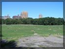 P9010213_CPNYC2008.jpg