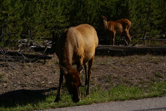 yellowstone - frühstück am wegrand
