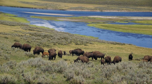 yellowstone - bisons im hayden valley
