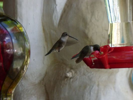 P1000309.JPG
