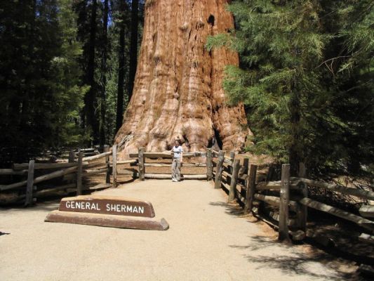 Sequioa National Park
General Sherman Tree! Riesig!


