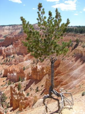 Bryce Canyon N.P.
Im Bryce Canyon Nationalpark
