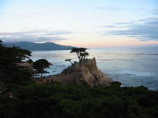 Lone Cypress in Monterey, Kalifornien
