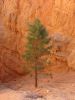 Bryce Canyon N.P.