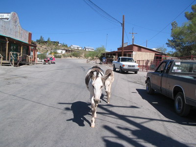 Oatman 1
