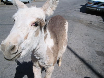 Oatman 3
