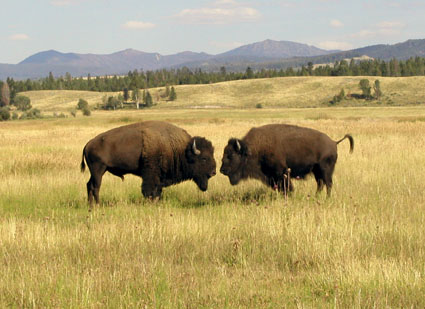 Grand Tetons/WY_ Das eine sag ich Dir...
