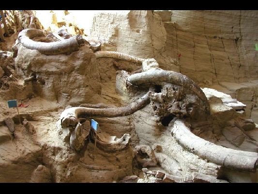 Hot Springs/SD_ Mammoth site
