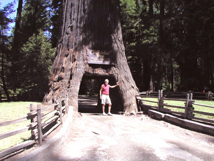 Chandelier Tree in den California Coast Redwoods
