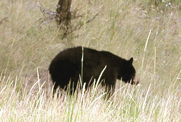 Yellowstone NP/WY_Der Bär ist los
