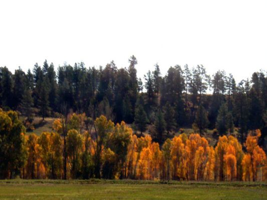 Cortez-Mesa verde_Herbstbelaubung
