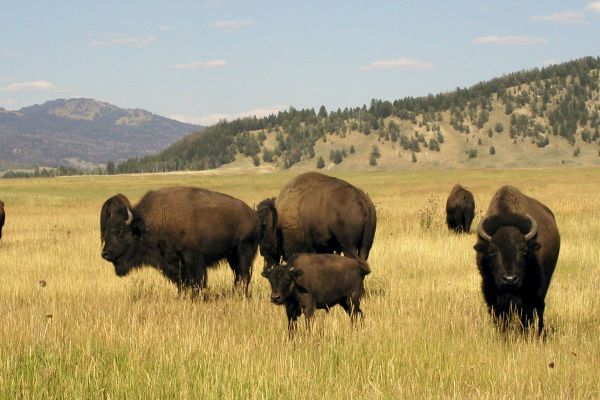 Grand Tetons NP_Bisons mit Jungtier
