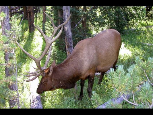 Yellowstone NP/WY_ein kapitaler Hirsch oder Elk wie die Amis sagen
