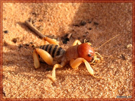 Jerusalem Cricket, gesehen bei den Coyote Buttes South (2009)
