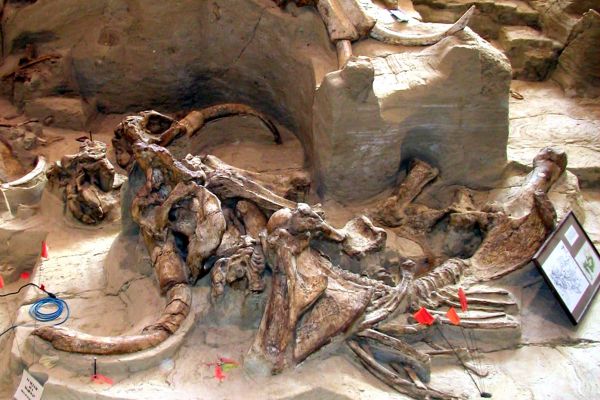 Hot Springs/SD_ Mammoth-Site
