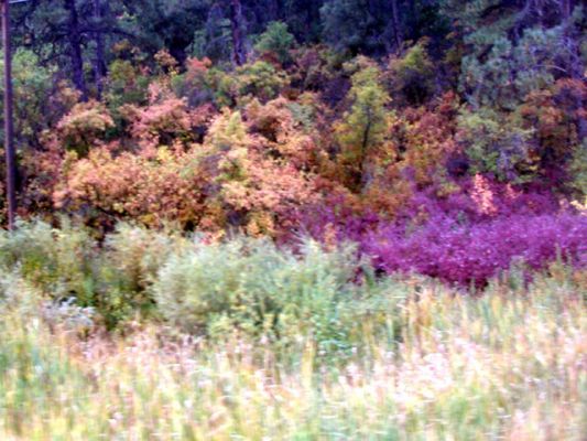 Mesa verde/CO_ Herbstfarben
