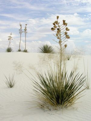 White Sands/NM_Yuccas im weissen Sand
