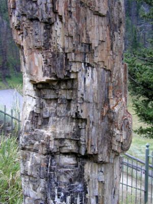 Yellowstone NP/WY_Pietrified Tree
