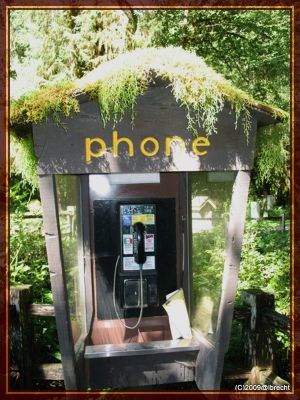 Ho-Rainforest, selbst das Telefonhäuschen ist mossbewachsen

