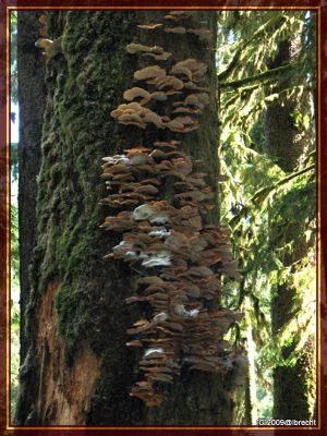 Ho-Rainforest, und überall hat's Pilze dran...
