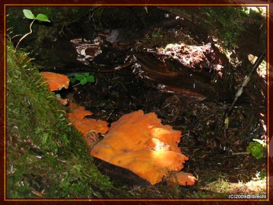 Ho-Rainforest, und wiedermal Pilze
